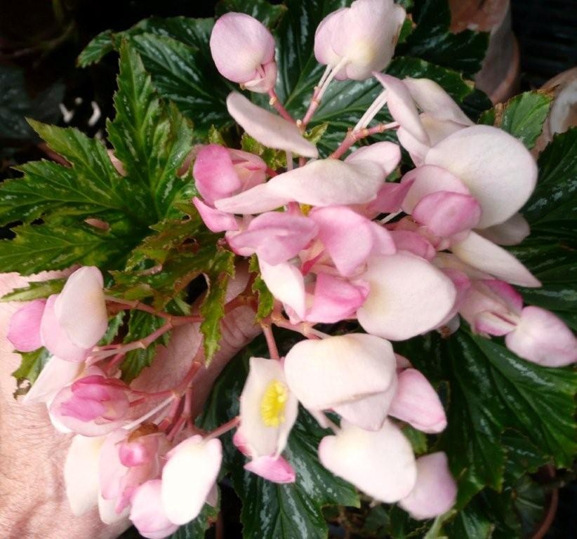 B. ‘Pagoda’
